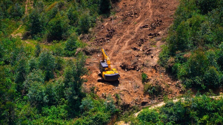 Krčenje šuma: Ponovno odgođena primjena EUDR Uredbe o deforestaciji