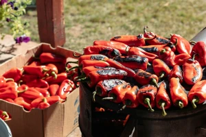 Koju sortu paprike izabrati: Da li želite gušći, kremastiji ili aromatičniji ajvar?