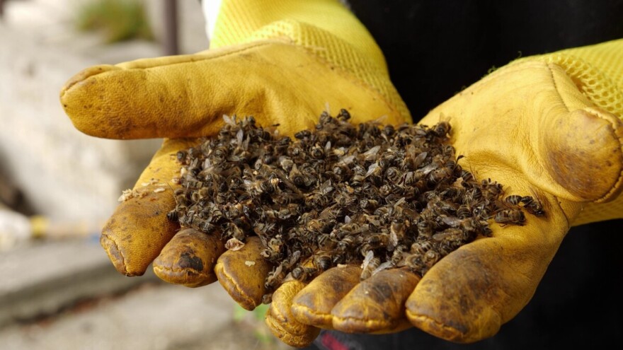SPOS: Prosek uginuća pčela tokom zime iznad 50 odsto, preti i nozemoza