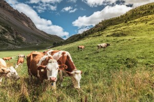 Krave pregazile bračni par, suprug preminuo, supruga teško povređena