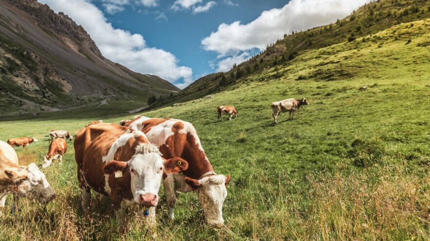 Krave pregazile bračni par, suprug preminuo, supruga teško povređena