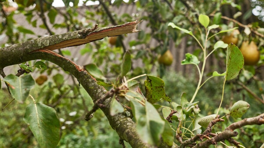 Kako sanirati stabla oštećena nevremenom i gradom?