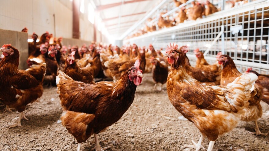 Newcastle bolest ne posustaje: Više od 200.000 peradi ide na eutanaziju