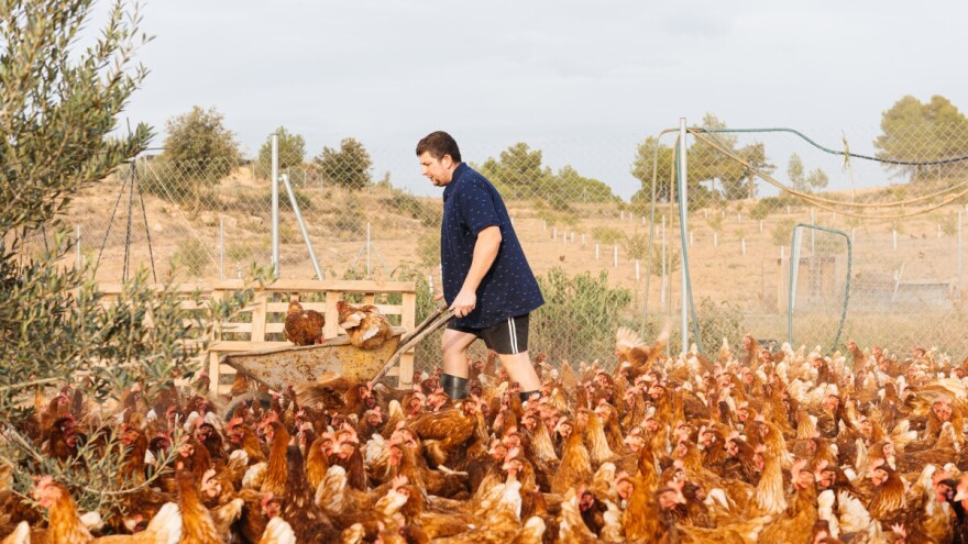 U Evropi pad slučajeva ptičje gripe, ali podignut alarm zbog prijenosa na ljude u Aziji i Pacifiku