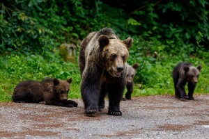 Deseci hiljada Slovaka skupljaju medvjeđi izmet i krzno! Evo i zašto