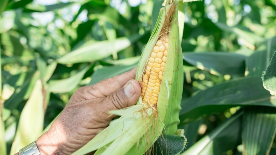 Predsjetvena gnojidba kukuruza