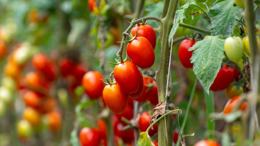 Syngenta predstavila četiri sorte čeri paradajza koje su otporne na virus smeđe naboranosti ploda