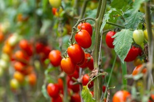 Syngenta predstavila 4 sorte cherry paradajza otporne na virus smeđe naboranosti ploda