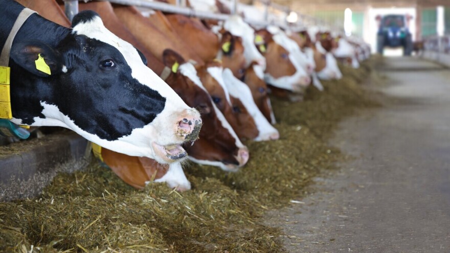 Kina obustavila uvoz preživara iz Hrvatske i Poljske zbog bolesti plavog jezika