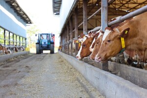 Eurostat: Nagli porast cijene mlijeka, zabilježen u 24 zemlje članice EU
