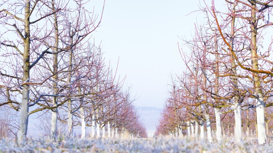 Utjecaj niskih temperatura na voćke, koje vrste su najotpornije?
