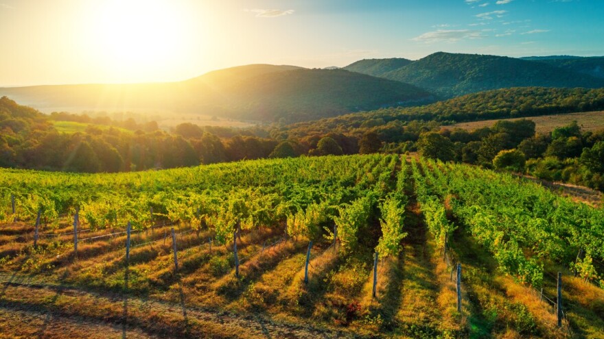 Vinski ranč u Napa Valleyu prodaje se za "samo" 100 miliona dolara