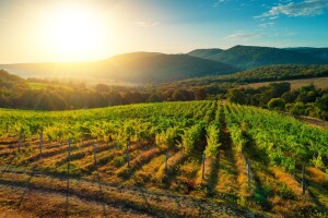 Vinski ranč u Napa Valleyu prodaje se za "samo“ 100 milijuna dolara