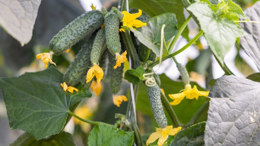 Do kada se siju kornišoni za kiseljenje? Evo 7 savjeta o uspješnom uzgoju