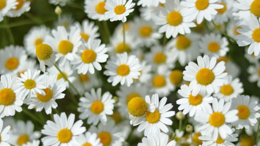 Unosna proizvodnja ljekovitog bilja