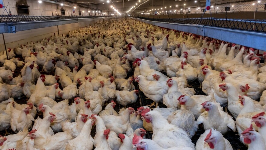 Raste broj slučajeva ptičje gripe u Europi, situacija gora nego lani