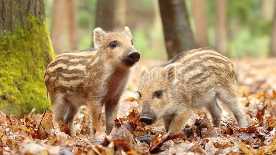 Nesvakidašnji slučaj: Divlji vepar i domaća krmača donijeli na svijet 11 praščića