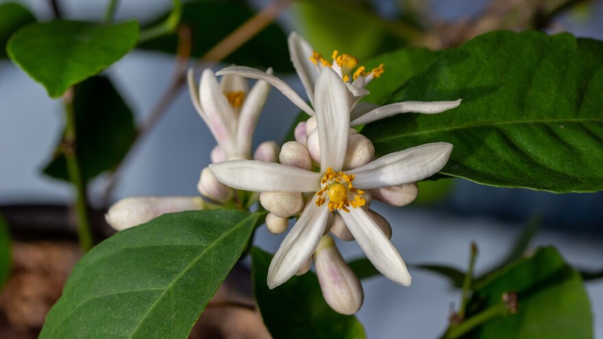 Kako oprašiti cvjetove limuna u zatvorenom prostoru?
