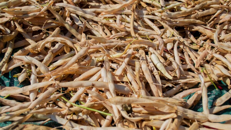 Kako izbjeći pucanje mahuna i lomljenje zrna graha?