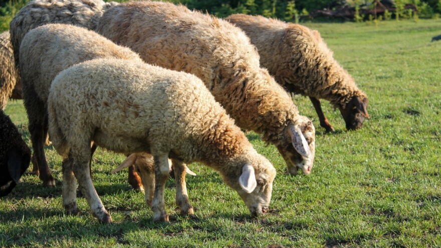 Proizvođačima kravljeg, ovčjeg i kozjeg mlijeka isplaćeno 5 milijuna eura