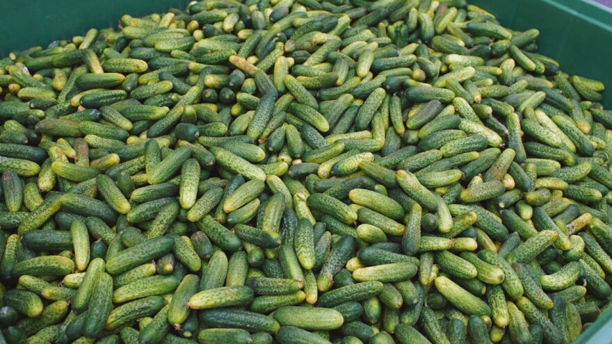 Prinos kornišona po dulumu i više od 15 tona - prodaja rekordna