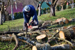 Ekonomska neodrživost krči zasade: Sve manje površina pod jabukom