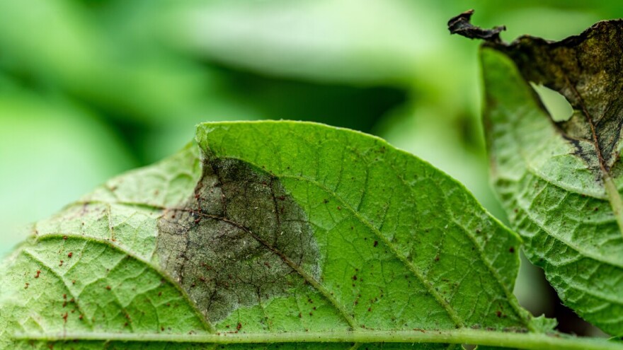 Krompir napada crna pjegavost - kako ga zaštititi?