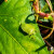 Zelena povrtna stenica najviše voli mahunarke, ali i druge biljke - kako je suzbiti?