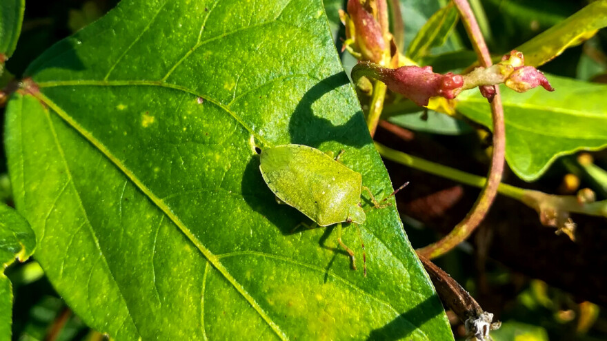 Zelena povrtna stjenica najviše voli mahunarke, ali i druge biljke - kako ju suzbiti?
