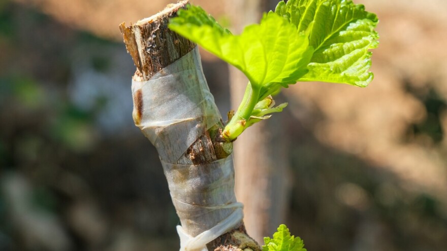 Kako izvesti okuliranje na spavajući pup?