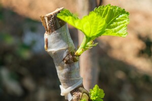 Kako izvesti okuliranje na spavajući pup?
