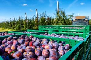 Najveći nasad šljive u Hrvatskoj velik kao 50 prosječnih nogometnih igrališta