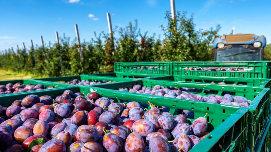 Aleksandar Misita: Ne podliježite trendovima uvoznog voća, šljiva je blago naših voćnjaka