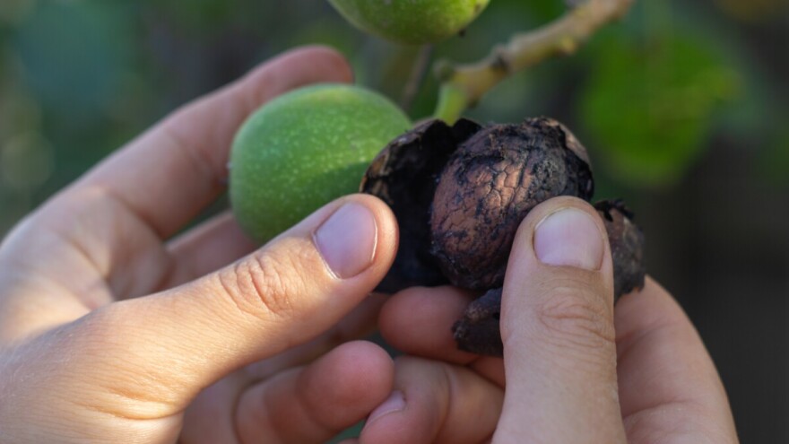 Može li se koristiti orah koji je pocrnio?