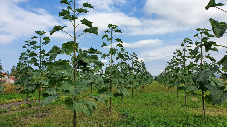 Ulaganja i isplativost uzgoja paulovnije
