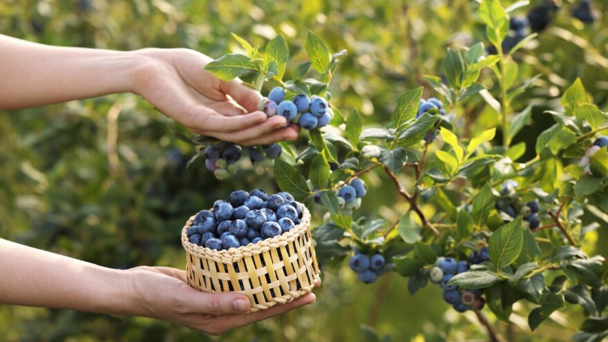 Neoprane ruke berača borovnica, mogući uzrok zaraze hepatitsom A