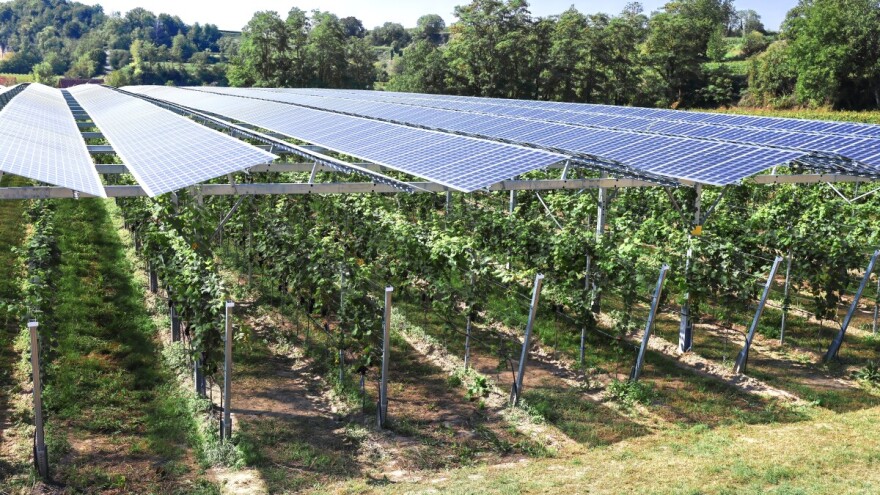 Sve je više zainteresiranih za primjenu agrosolara na svojim nasadima