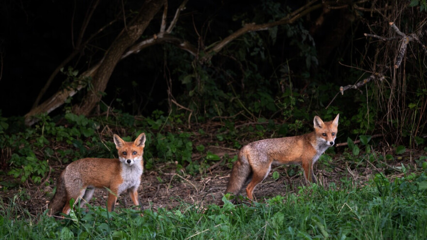 Započela vakcinacija lisica, akcija završava do kraja listopada