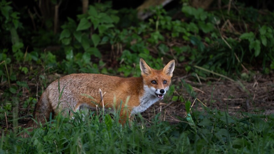Počela oralna vakcinacija divljih mesojeda protiv besnila