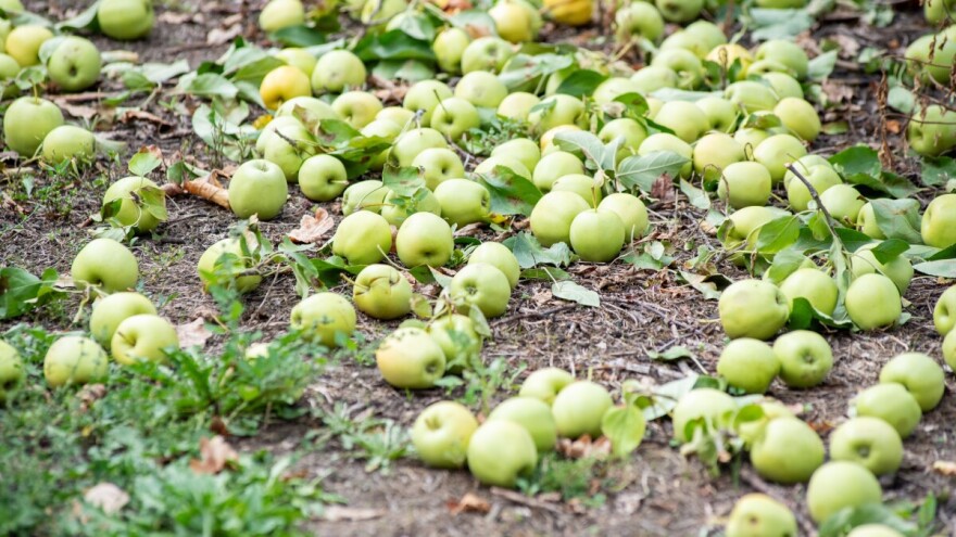 Kako iskoristiti nezrele jabuke? Evo pet predloga i saveta