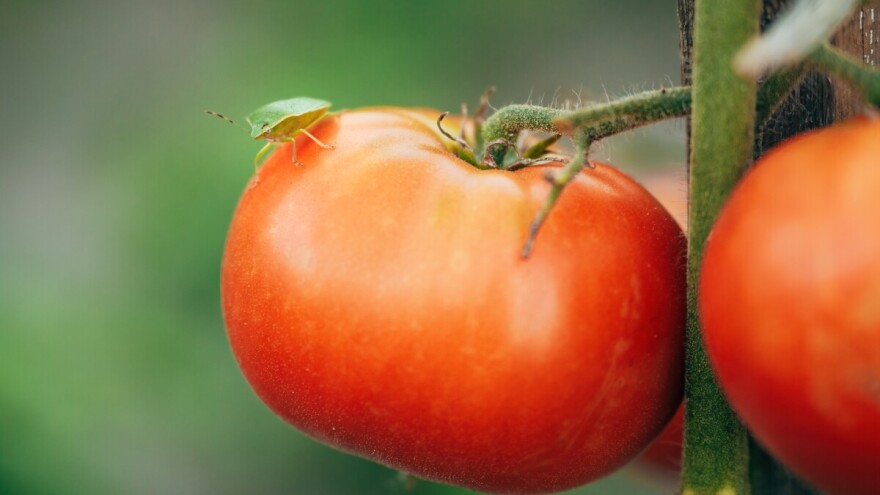 Smrdljivi martin napada paradajz: Neprijatelj broj 1 plodova u zrenju - evo kako ga suzbiti