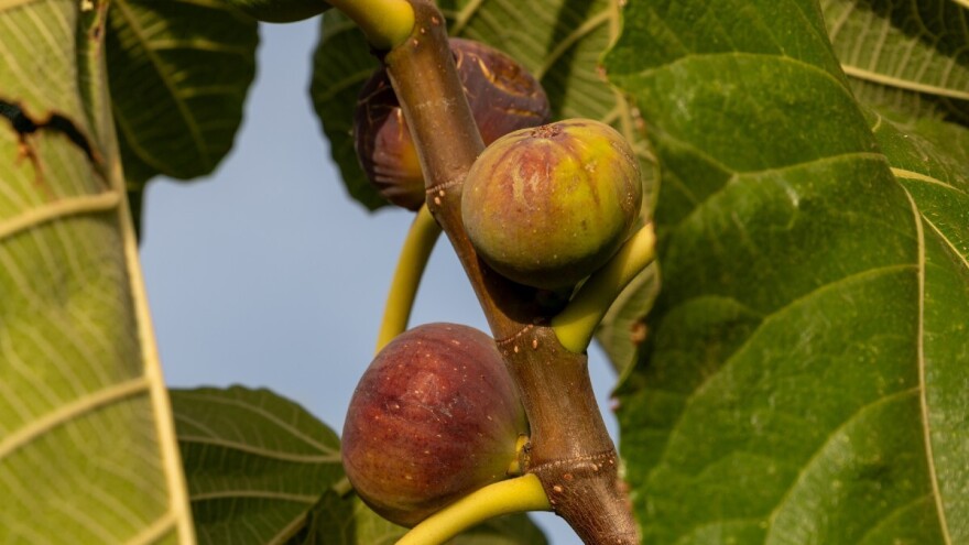 FAZ organizira naučno stručnu radionicu na temu "Smokva"