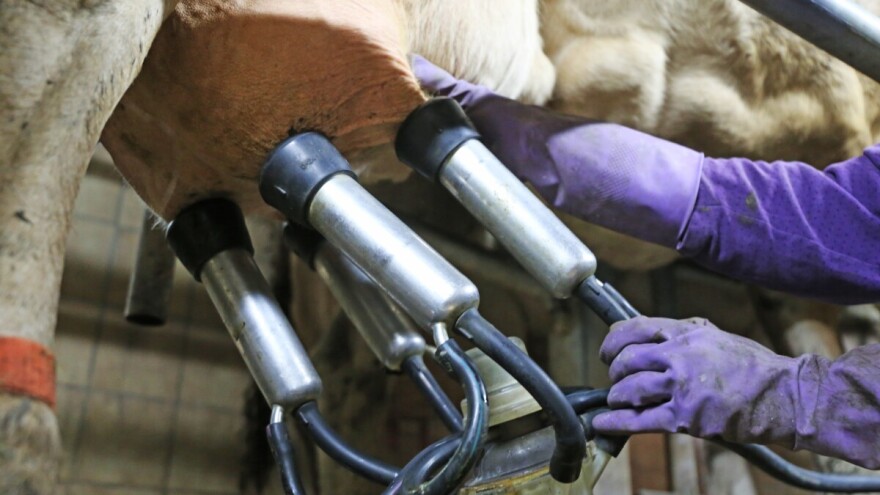 Ipak neće biti prosipanja mleka u Gruži, ministar Glamočić razgovarao sa proizvođačima