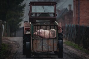 Gde je zabeležen pad, a gde rast cene prasića i tovljenika?