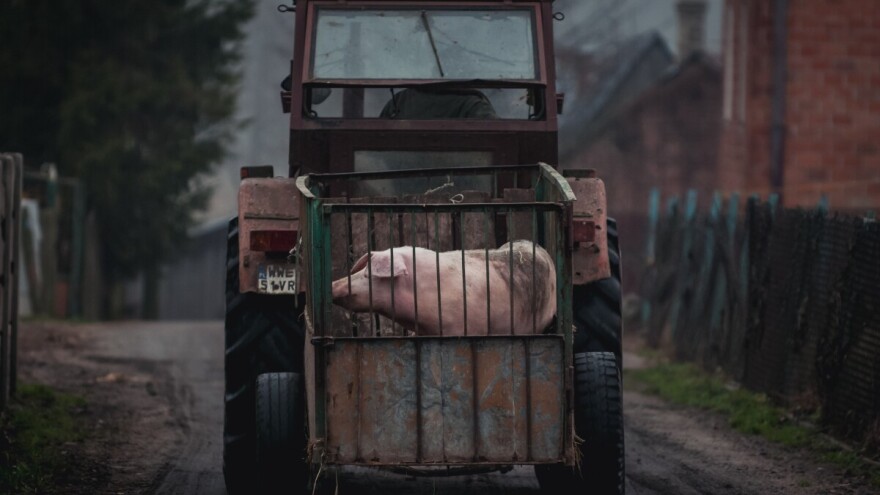 Gde je zabeležen pad, a gde rast cene prasića i tovljenika?