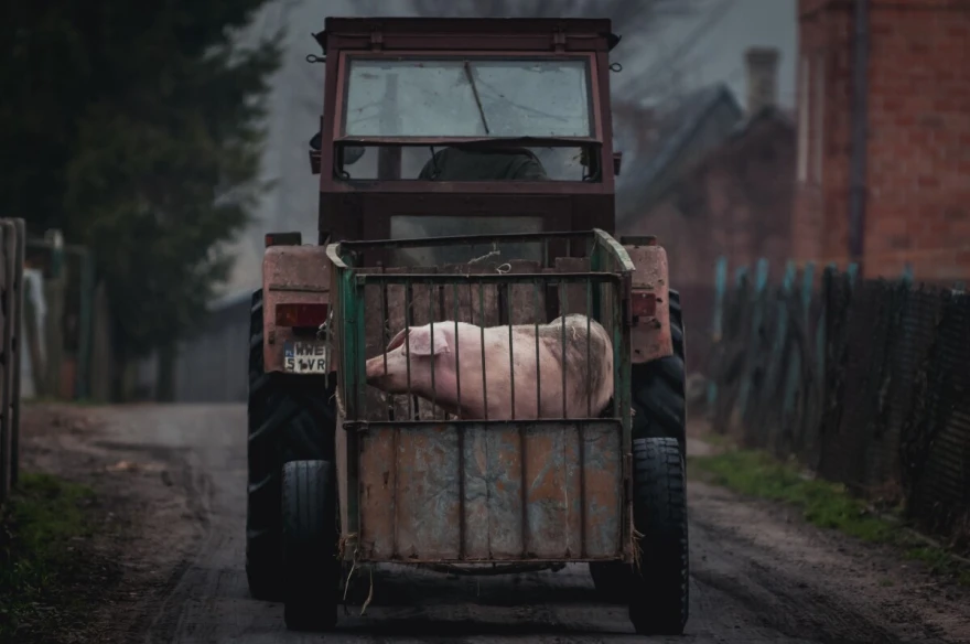 traktor sa korpom sa svinjom