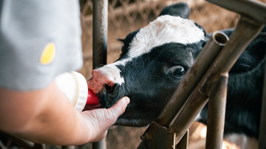 Nesvakidašnji slučaj na farmi: Krava otelila - petorke!