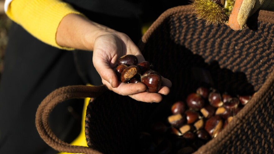 Jedan od najvećih svetskih proizvođača kestena u problemu, prinos prepolovljen