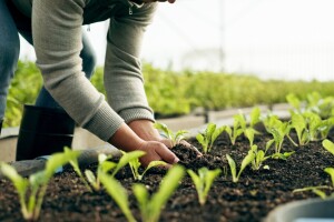 Izazovi plasteničke proizvodnje: Kako prevazići prepreke?