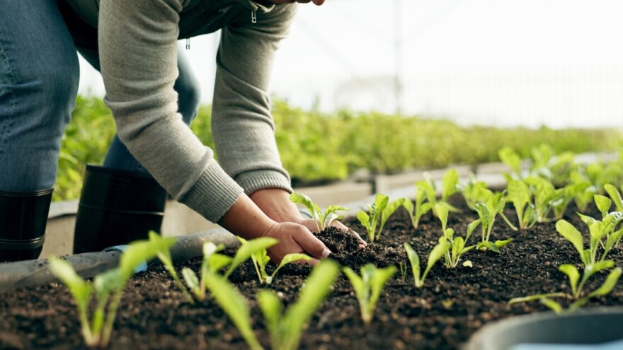 Izazovi plasteničke proizvodnje: Kako prevazići prepreke?